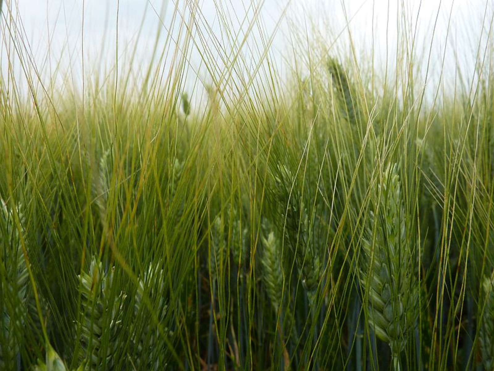 Le blé dur bio, un atout pour la rentabilité des céréales en