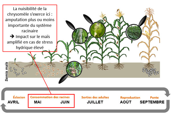 Figure 2 : Cycle de développement des chrysomèles du maïs