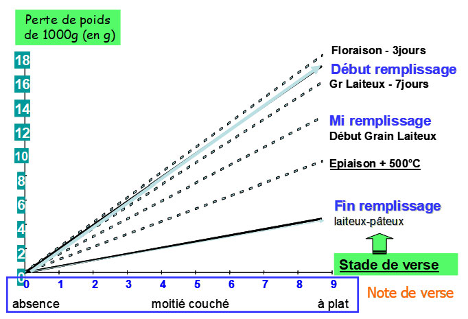 Figure 2 : Abaque mettant en relation la réduction de PMG avec l’intensité et la date d’apparition de la verse (cas d’une variété à petit grain)