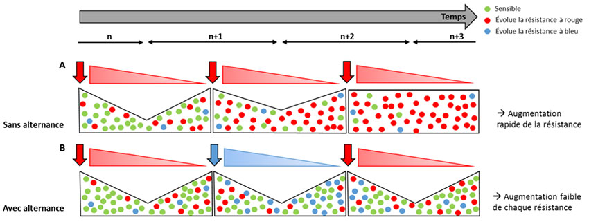 Figure 2 : Stratégie d'alternance de matières actives fongicides : mécanisme, particularité et limites.