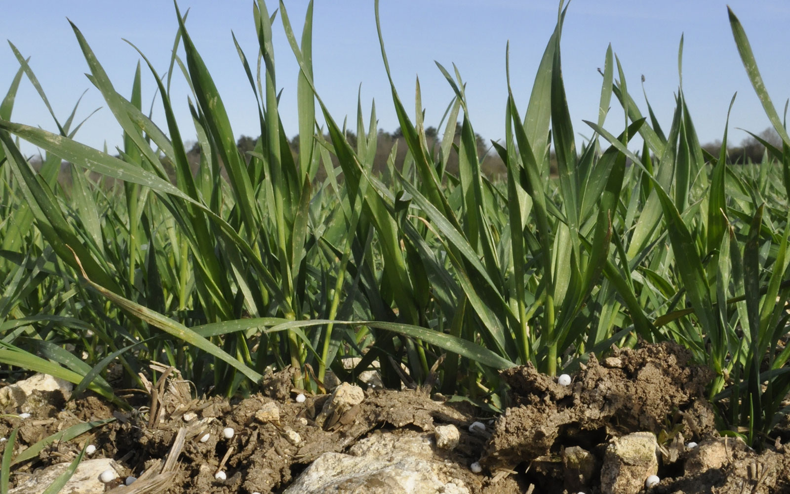 Les Dates Des Apports Dazote Sur Bl En Poitou Charentes Arvalis