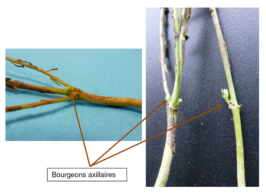 verification de la presence de jeunes bourgeons axillaires a la base des tiges. C'est un indicateur pour les futures ramifications de la plante.