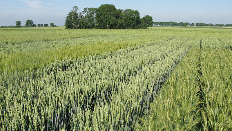 Hiérarchiser les critères de choix d'une variété de blé tendre