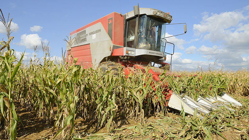 Récolte De Maïs Grain Les Bons Réglages De La Moissonneuse Arvalis