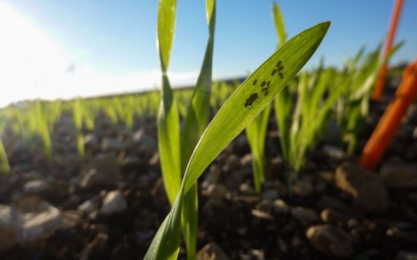 Un puceron d'hiver ailé et pucerons sur une jeune plante d'orge, stade 1 feuille