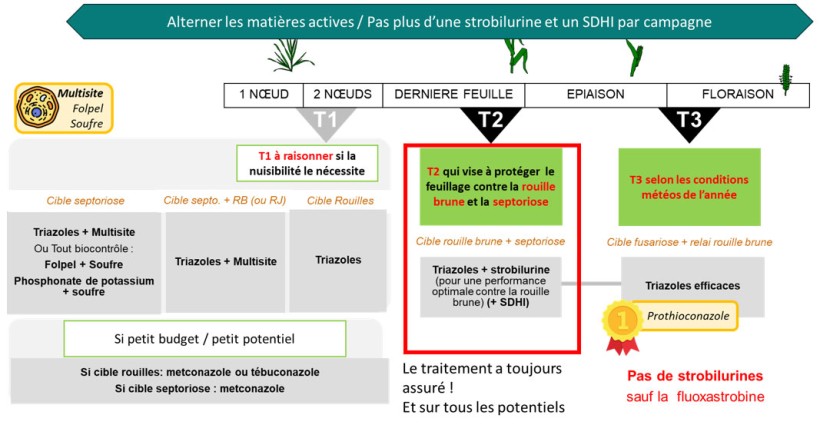 Figure 2 : Les stratégies possibles de protection du blé dur contre les maladies en Méditerranée 