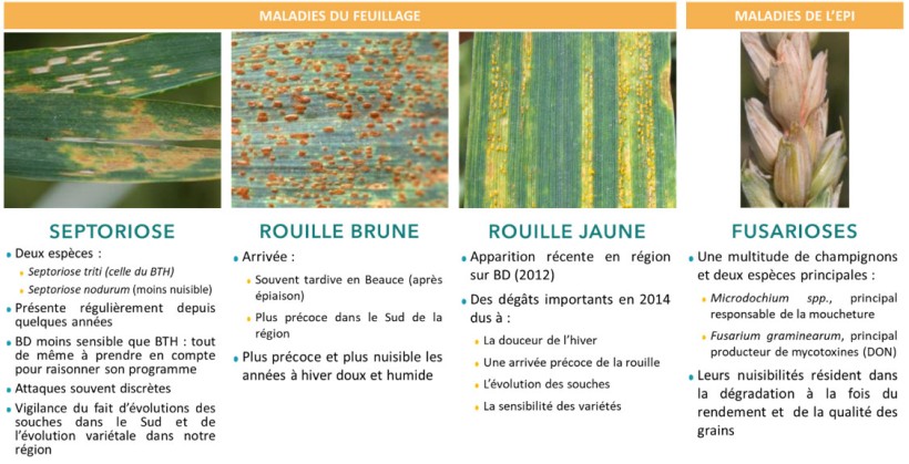 Figure 1 : Les principales maladies présentes sur blé dur en régions Centre et Ile-de-France