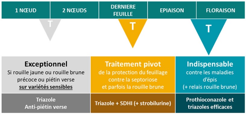 Figure 3 : Les stratégies de protection fongicides possibles sur blé dur en régions Centre-Val de Loire et Ile-de-France