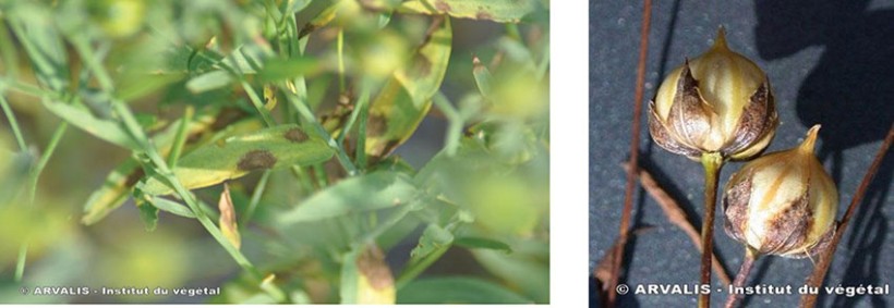 Symptômes de septoriose sur feuilles (à gauche) et sur capsules (à droite).