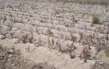 pomme de terre après défanage