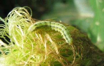 Chenille d’héliothis sur épi de maïs en 2024