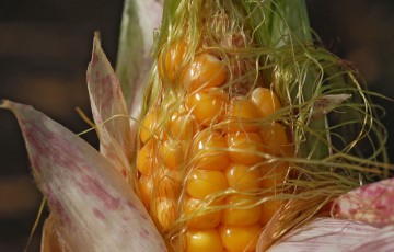 Epi de maïs grain, avant récolte 2024 en Poitou-Charentes