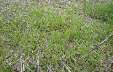 Repousses de céréales après la récolte