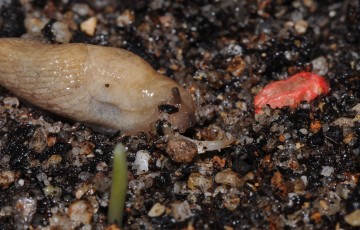 Une limace qui mange le germe d’un grain de blé tendre