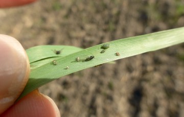 Pucerons sur une feuille de céréales à paille tenue entre des doigts