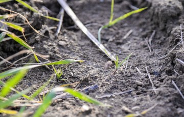 Plantule de ray-grass dans une parcelle de blé en Bretagne