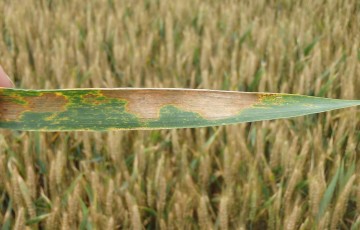 Microdochium spp. sur une feuille de blé tendre en mai 2024 en Champagne Ardenne
