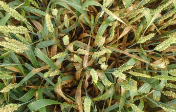 Microdochium spp sur blé en 2024 en Normandie