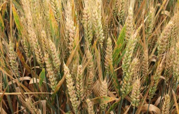 Epis de blé tendre fusariés en Hauts de France