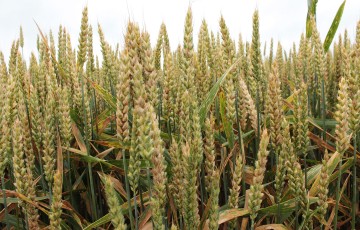 Symptômes de fusarioses sur épis de blé tendre en 2024 en Bretagne