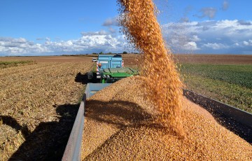 Une vis à grain vide le maïs dans la benne du tracteur, en Bretagne