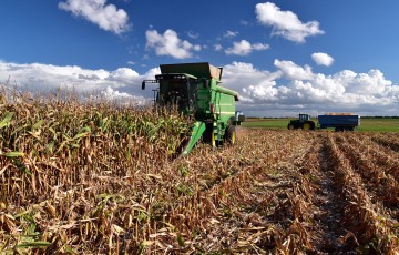 Une moissonneuse batteuse récolte du maïs grain en Pays de la Loire