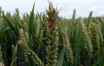 Attaque de Fusarium graminearum épi de blé tendre en Occitanie en 2024