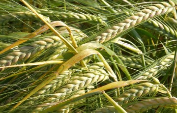 épis d'orge de printemps en région Centre