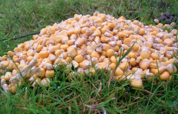 Maïs grain humide sur de l’herbe