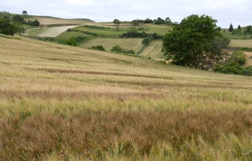 Paysage agricole avec parcelle de blé dur