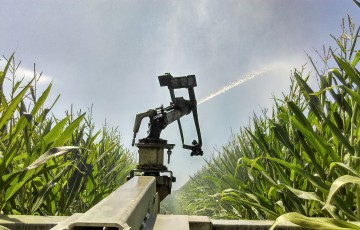 canon à eau dans un maïs haut et vert