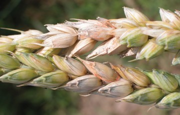 Symptômes de fusarioses sur épis de blé tendre en 2024 en Poitou-Charentes