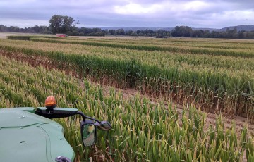 La parcelle vue du dessus pendant la récolte 2024 de l'ensilage maïs en Auvergne 