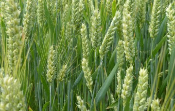 Des épis de blé tendre, verts, sains