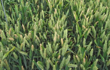 parcelle de blé tendre contaminée par Fusarium graminearum en 2024 en Lorraine