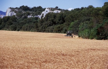 paysage méditerranéen avec du blé dur