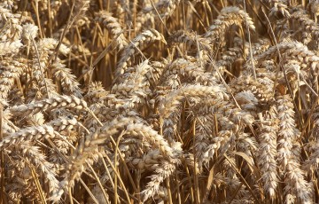 épis mûrs de blé au champ