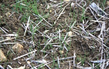 Levée de ray-grass parmi des résidus de paille dans parcelle déchaumée 