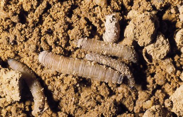 Larves de tipules en 2024 en Pays de la Loire