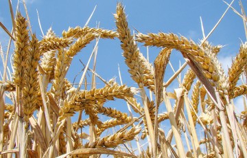 Critères de qualité du grain : un déterminisme climatique complexe