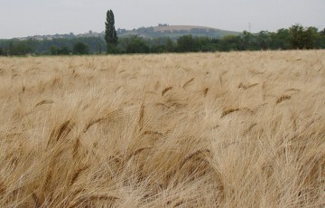 Champ de blé dur en été