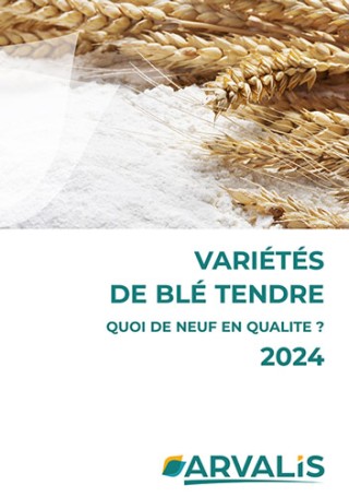 Variétés de blé tendre : quoi de neuf en qualité ? 2024