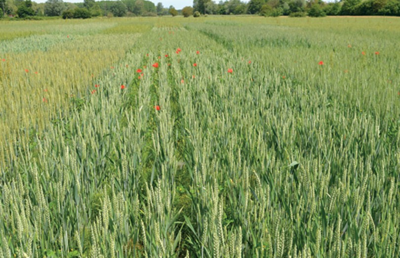 Agriculture biologique : produire des céréales de qualité