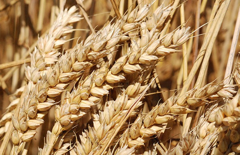Hiérarchiser les critères de choix d'une variété de blé tendre