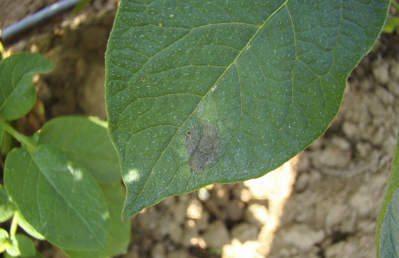 Une tache de mildiou sur une feuille de pomme de terre