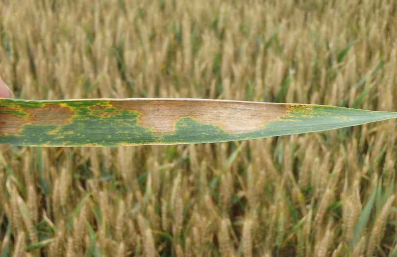 Microdochium spp. sur une feuille de blé tendre en mai 2024 en Champagne Ardenne