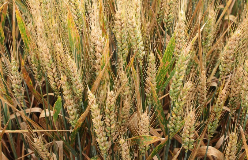 Epis de blé tendre fusariés en Hauts de France