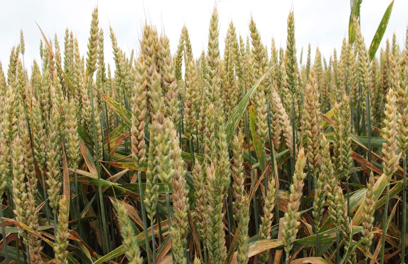 Symptômes de fusarioses sur épis de blé tendre en 2024 en Bretagne