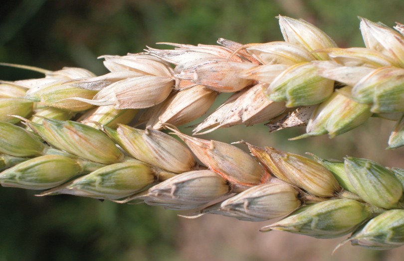 Symptômes de fusarioses sur épis de blé tendre en 2024 en Poitou-Charentes