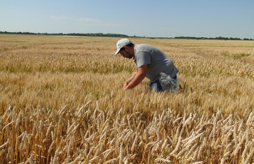 Un homme prélève des échantillons de blé tendre à maturité en 2024 dans le Sud-Ouest